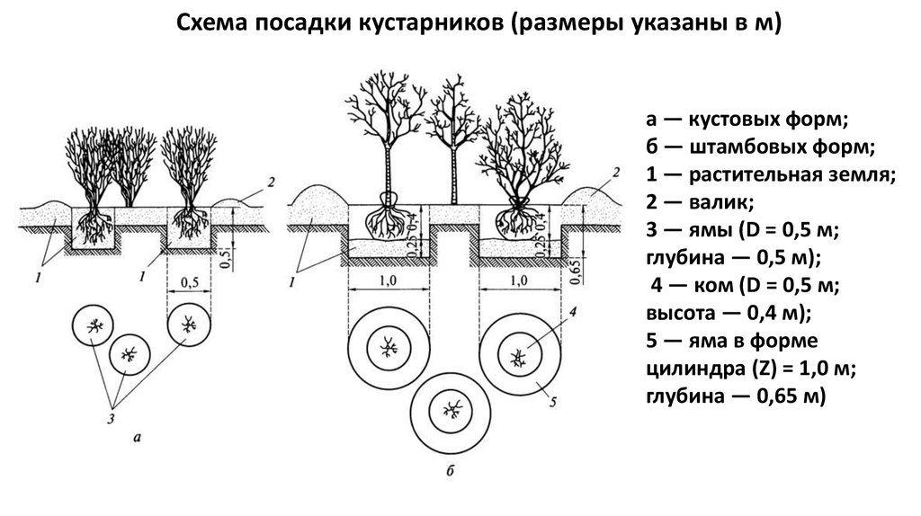 Схема посадки крупномеров