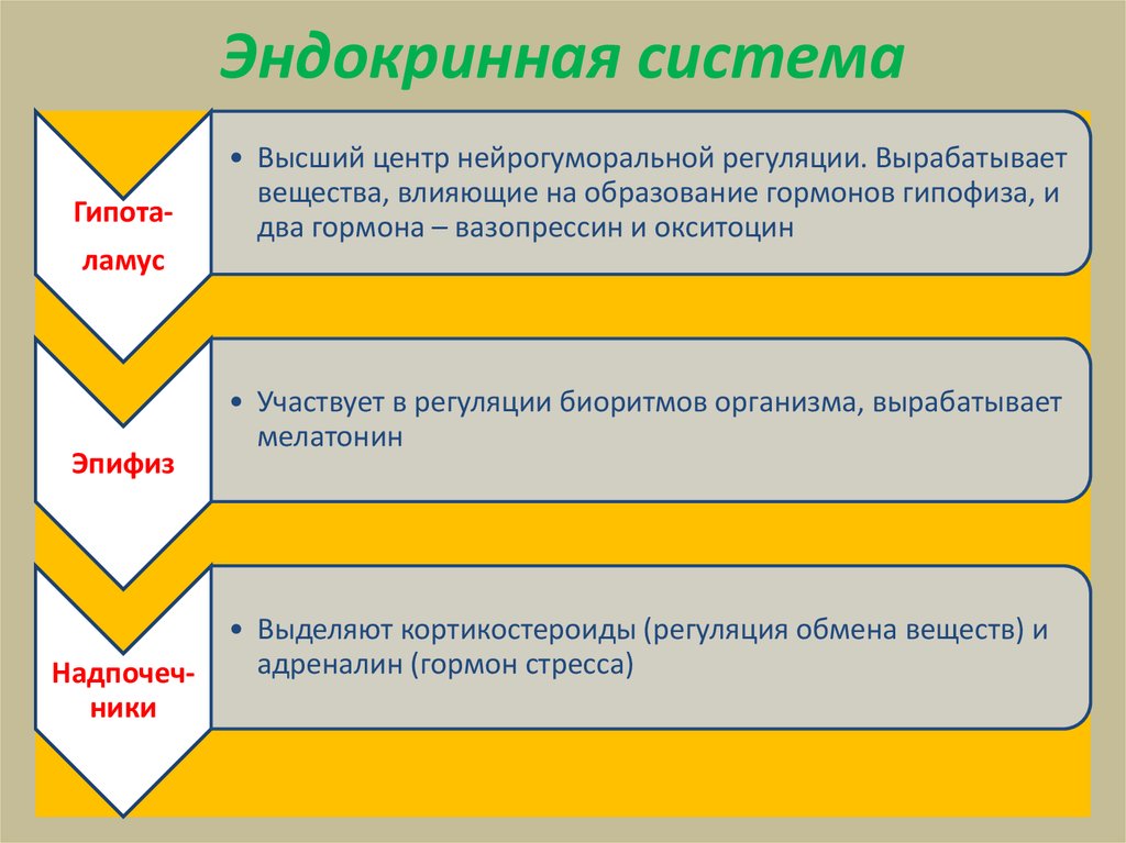 Автономный отдел нервной системы нейрогуморальная регуляция презентация 8 класс