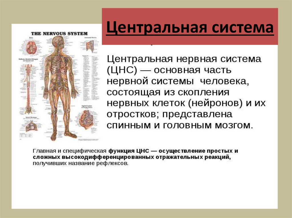 Центральная система. Центральная нервная система. Геоцентральная система это. Части центральной нервной системы.