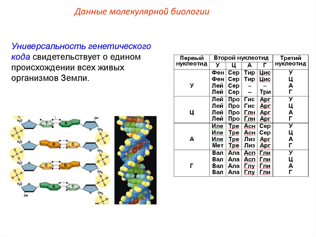 Презентация по биологии 10 класс генетический код