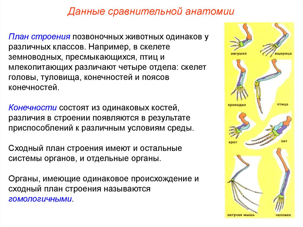 Структура позвоночных животных. Основные доказательства эволюции. Строение конечностей позвоночных животных. Общий план строения позвоночных. Основные группы доказательств эволюции.