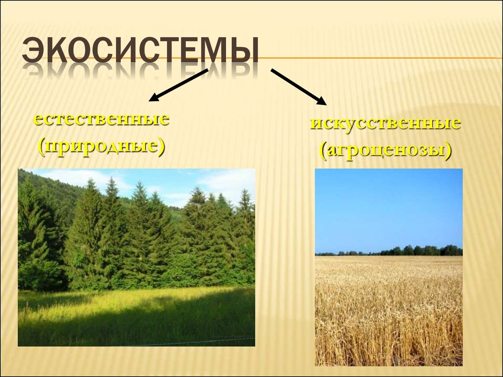 Презентация на тему естественные и искусственные экосистемы