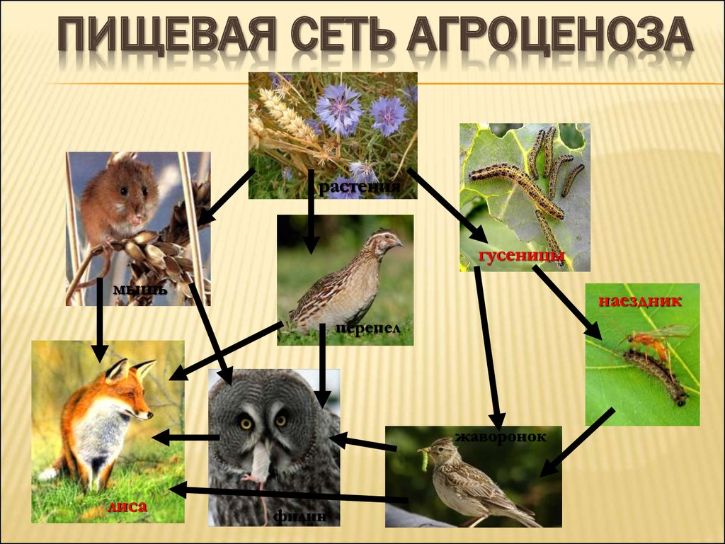 Сеть поле. Пищевая цепь агроценоза пшеничного поля. Пищевые сети агроценоза. Цепи питания агроценоза. Пищевая цепь агроценоза.