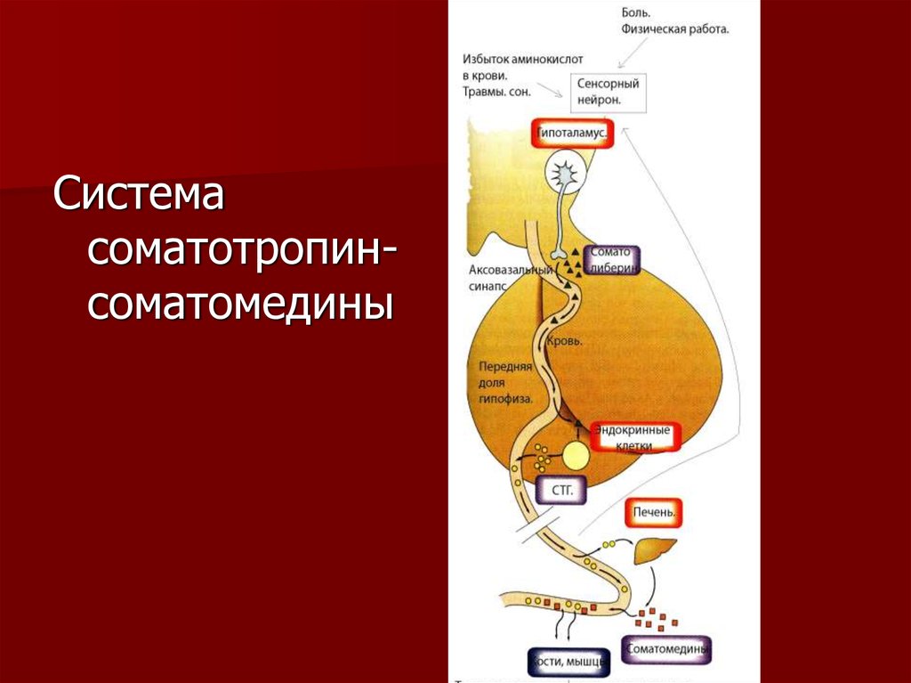 Соматотропин презентация по биохимии