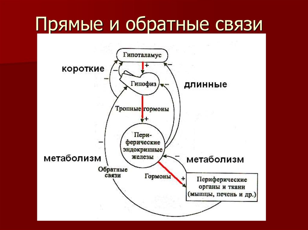 Связь действие. Прямые и обратные связи в регуляции эндокринной системы.. Обратная связь в регуляции гормонов. Механизм положительной обратной связи гормонов. Отрицательная Обратная связь в регуляции секреции гормона.