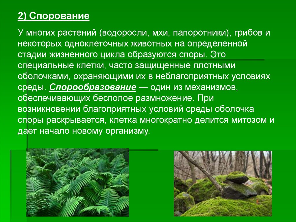 Древние папоротники образовали. Размножение папоротников. Мхи и папоротники размножаются. Спорообразование папоротника. Споры у папоротника образуются.