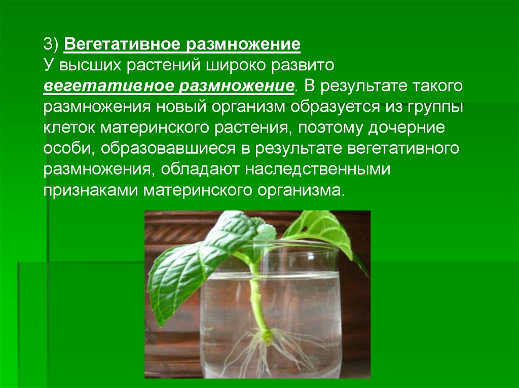 Вегетативное предложение. Вегетативное размножение высших растений. Растения размножаются вегетативно. Результат вегетативного размножения. Вегетативное размножение фото.
