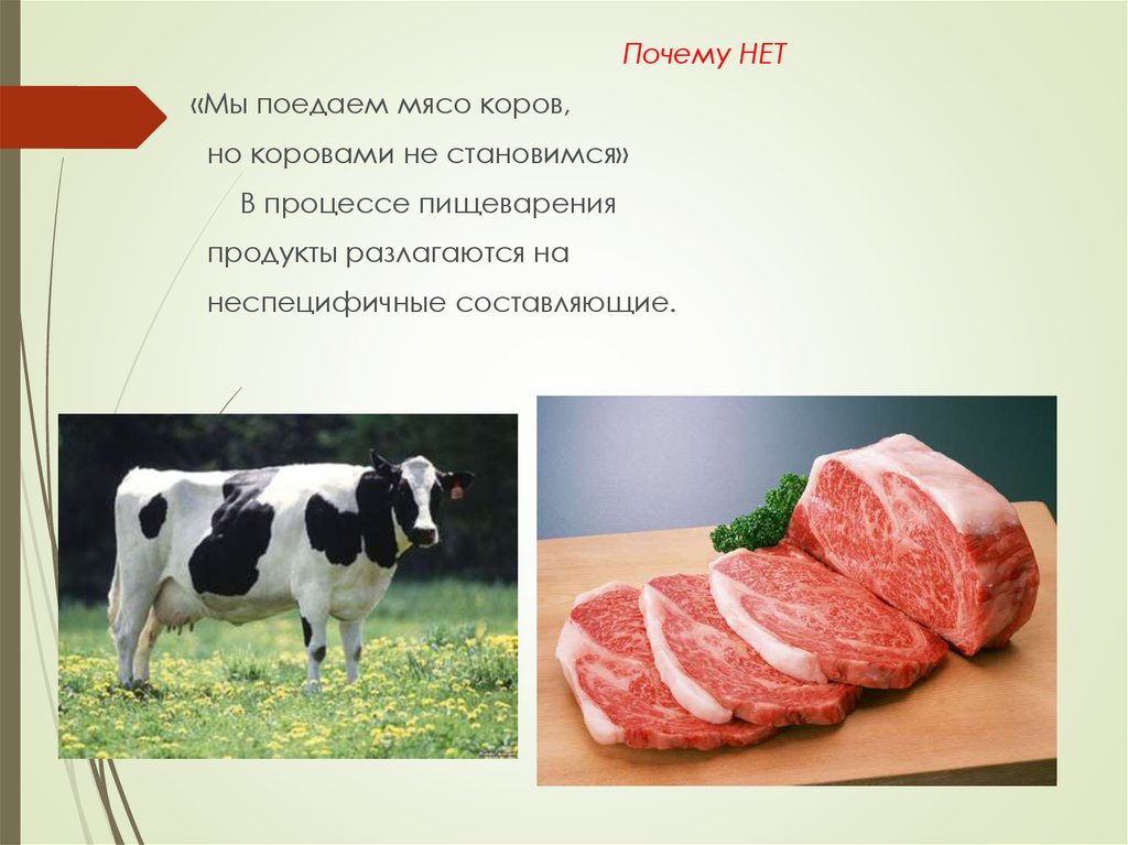 Корова какое мясо. Мясо коровы стихи. Почему мясо коровы. Чем полезно мясо коровы. Чем полезен мясо коровы.