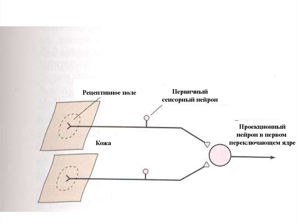 Рецептивное поле. Схема рецептивного поля защитного рефлекса. Рецептивное поле нейрона. Рецептивное поле рефлекса физиология. Сенсорная система и рецептивное поле.