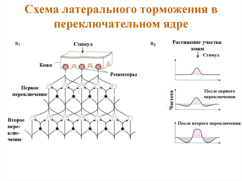 Латеральное торможение схема