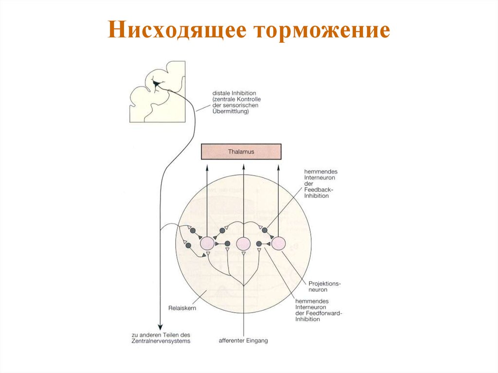 Латеральное торможение схема