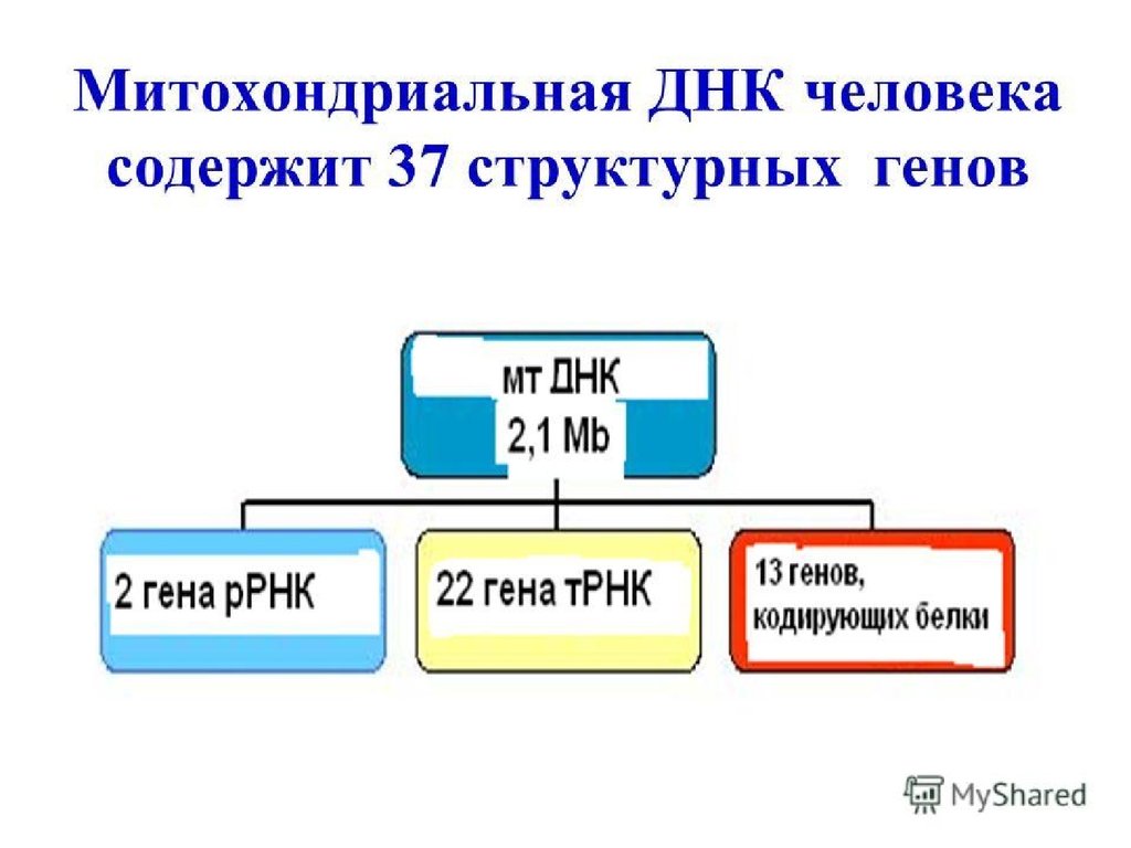 Митохондрия имеет днк. Строение митохондриальной ДНК человека. Строение митохондрии с ДНК. Митохондриальная ДНК функции. Митохондриальная РНК функция.