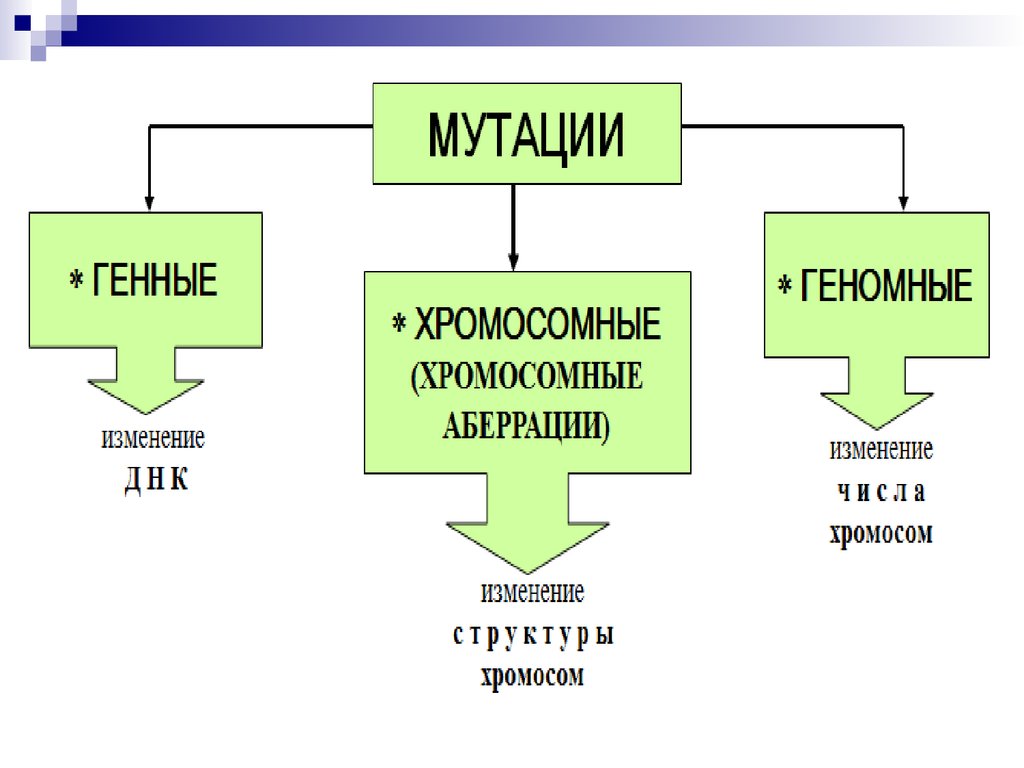 3 типа геномных мутаций