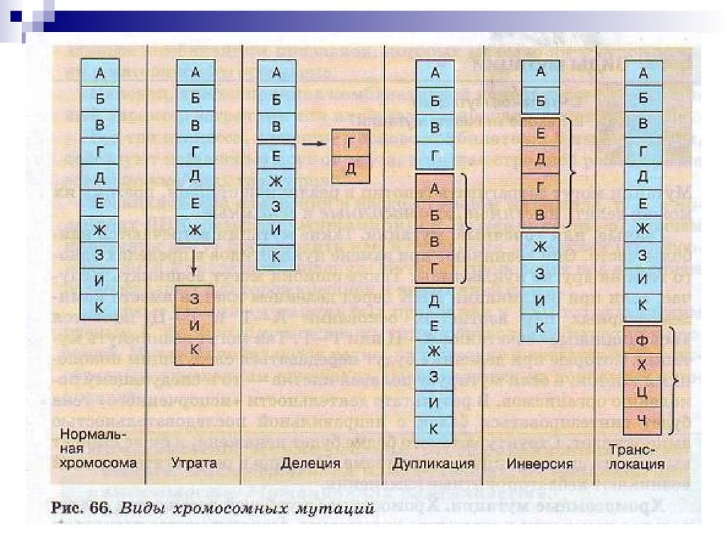 Схема виды хромосомных мутаций