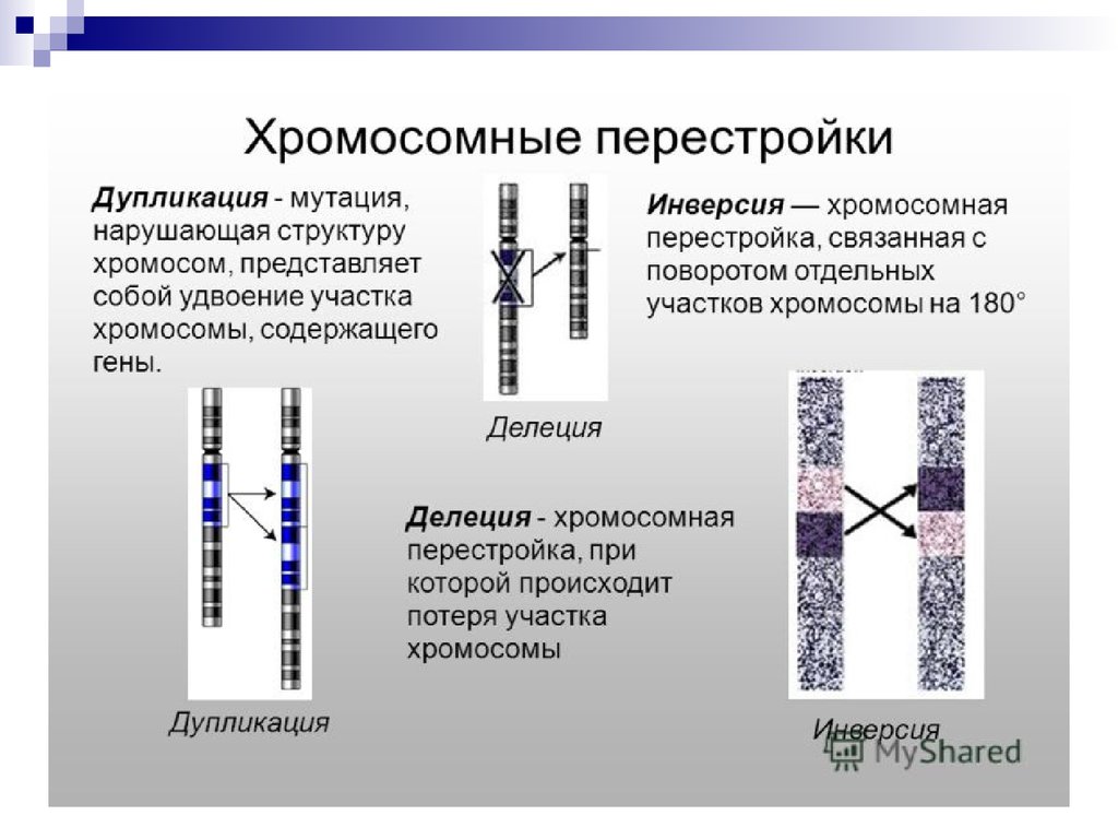 Хромосомные мутации методы генетики. Дупликация участка хромосомы. Делеция транслокация инверсия. Транслокация инверсия дупликация. Изменение структуры хромосом.