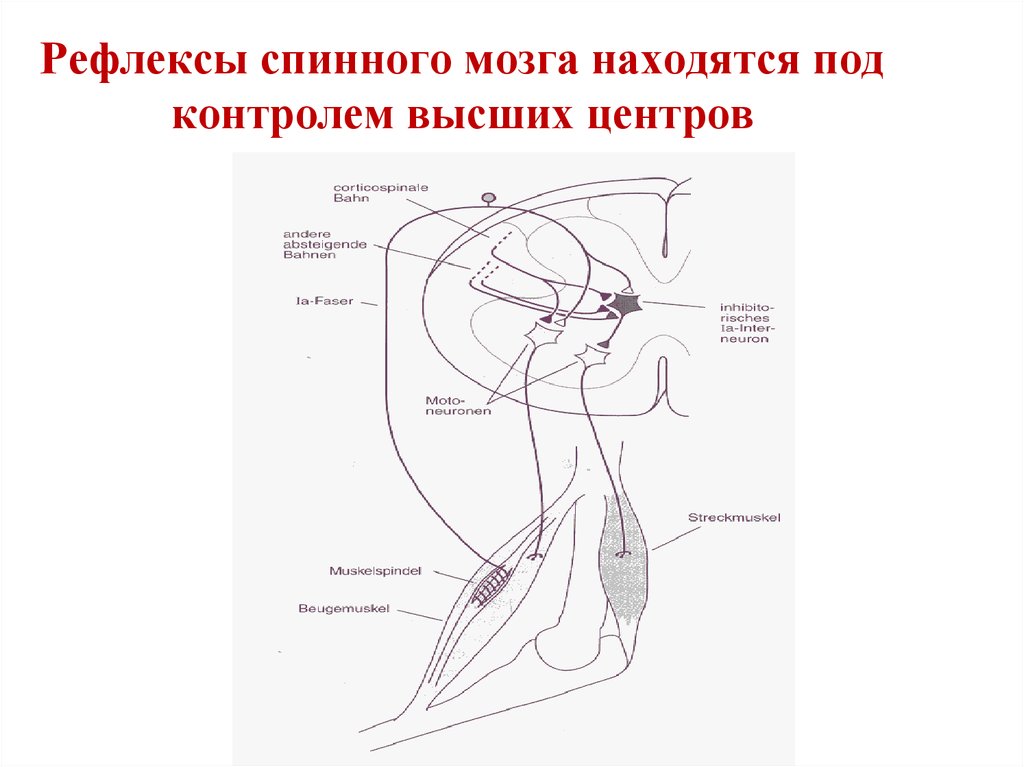 Рефлексы продолговатого мозга схема