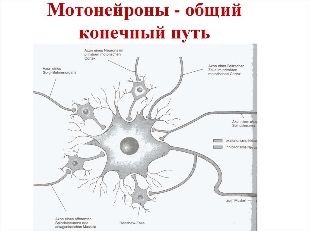 Аксоны мотонейронов спинного мозга