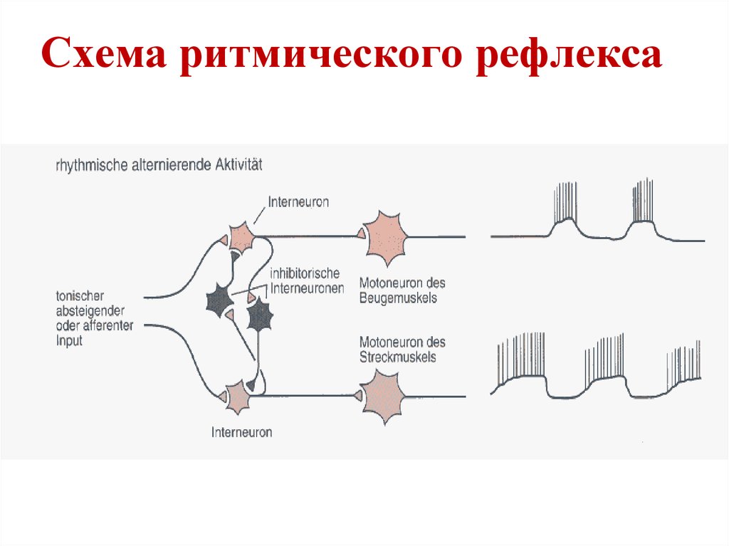 Рефлекторная теория поведения презентация 8 класс