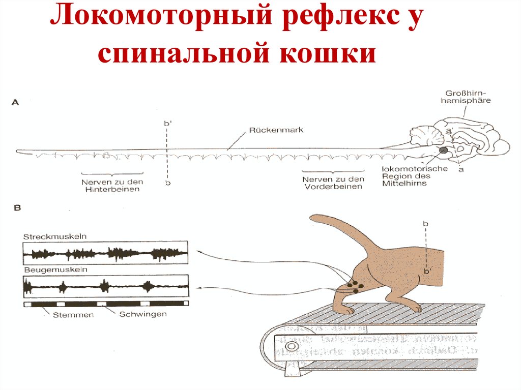 Создал теорию рефлексов 6 букв