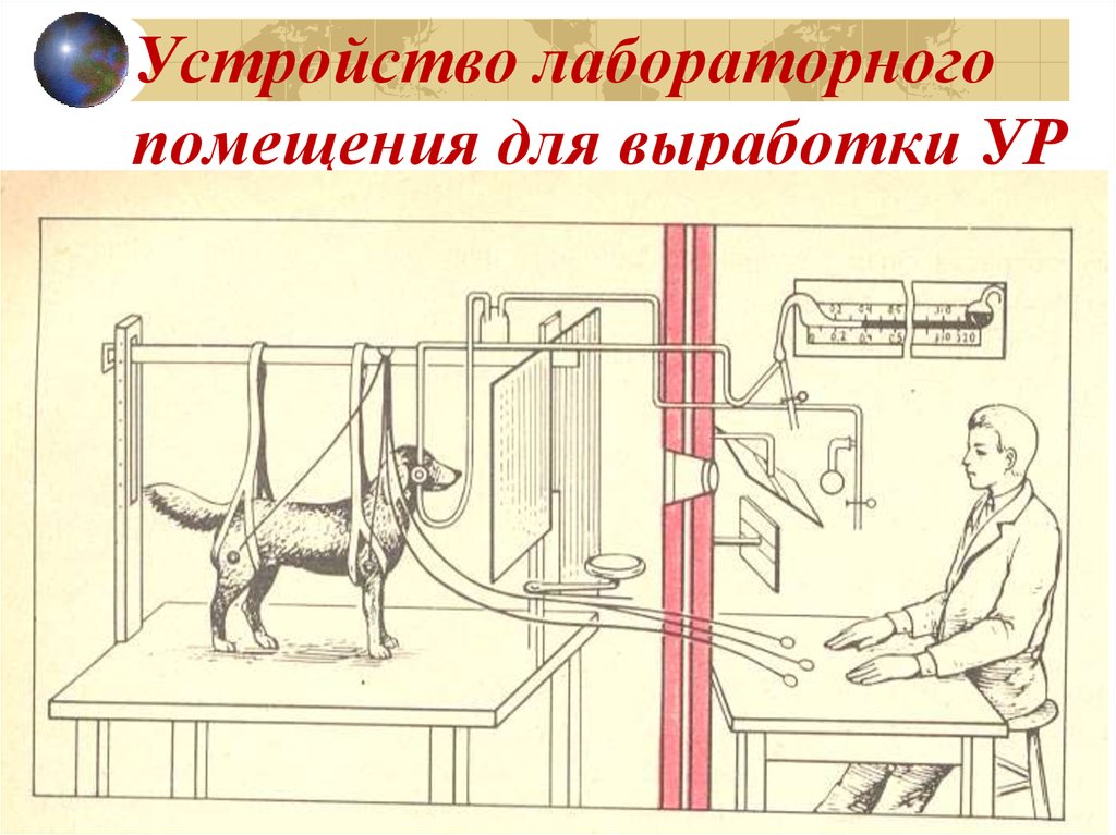 Создал теорию рефлексов 6 букв