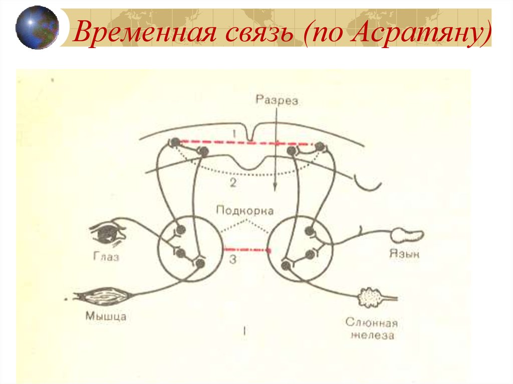 Схема формирования условного рефлекса по асратяну