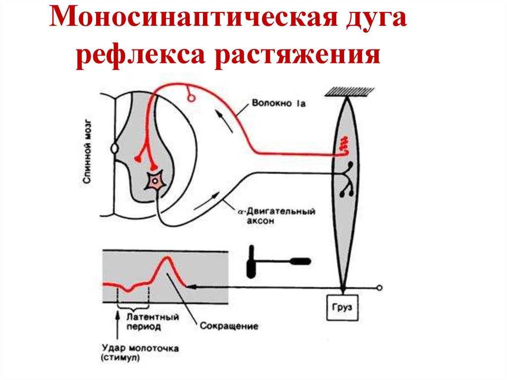 Рефлекторная форма. Схема дуги сухожильного рефлекса. Схема полисинаптической рефлекторной дуги. Моносинаптическая рефлекторная дуга. Рефлекторная дуга коленного рефлекса.