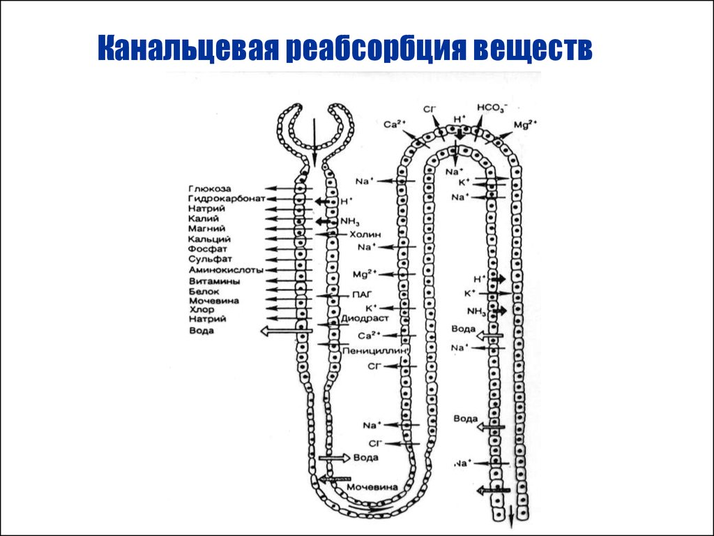 Реабсорбция это. Процессы канальцевой реабсорбции.. Механизм канальцевой секреции схема. Канальцевая реабсорбция и секреция физиология. Механизмы реабсорбции в почечных канальцах.