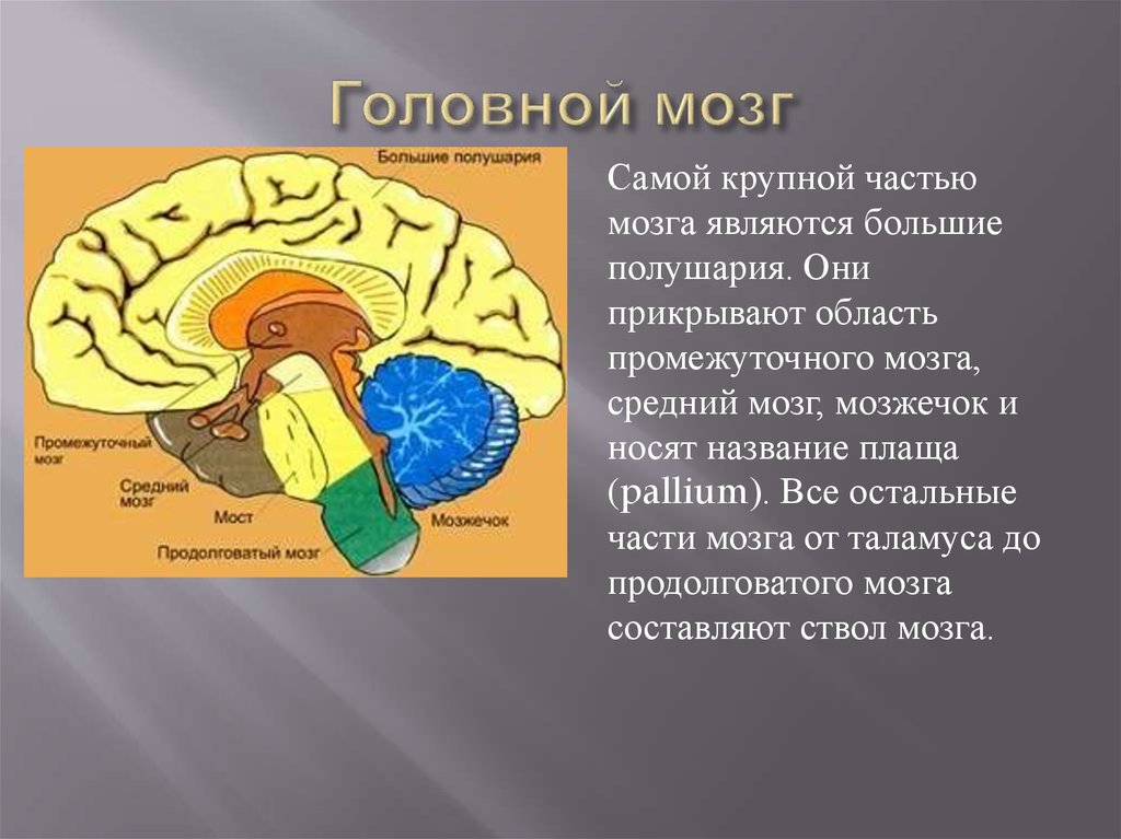 Промежуточный мозг млекопитающих. Части головного мозга. Промежуточный мозг. Головной мозг промежуточный мозг. Промежуточный мозг полушария.