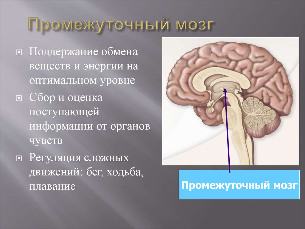 Строение мозга промежуточный мозг. Нижний отдел промежуточного мозга. Центры ориентировочных зрительных рефлексов расположены в:. Средний мозг центры рефлексов.
