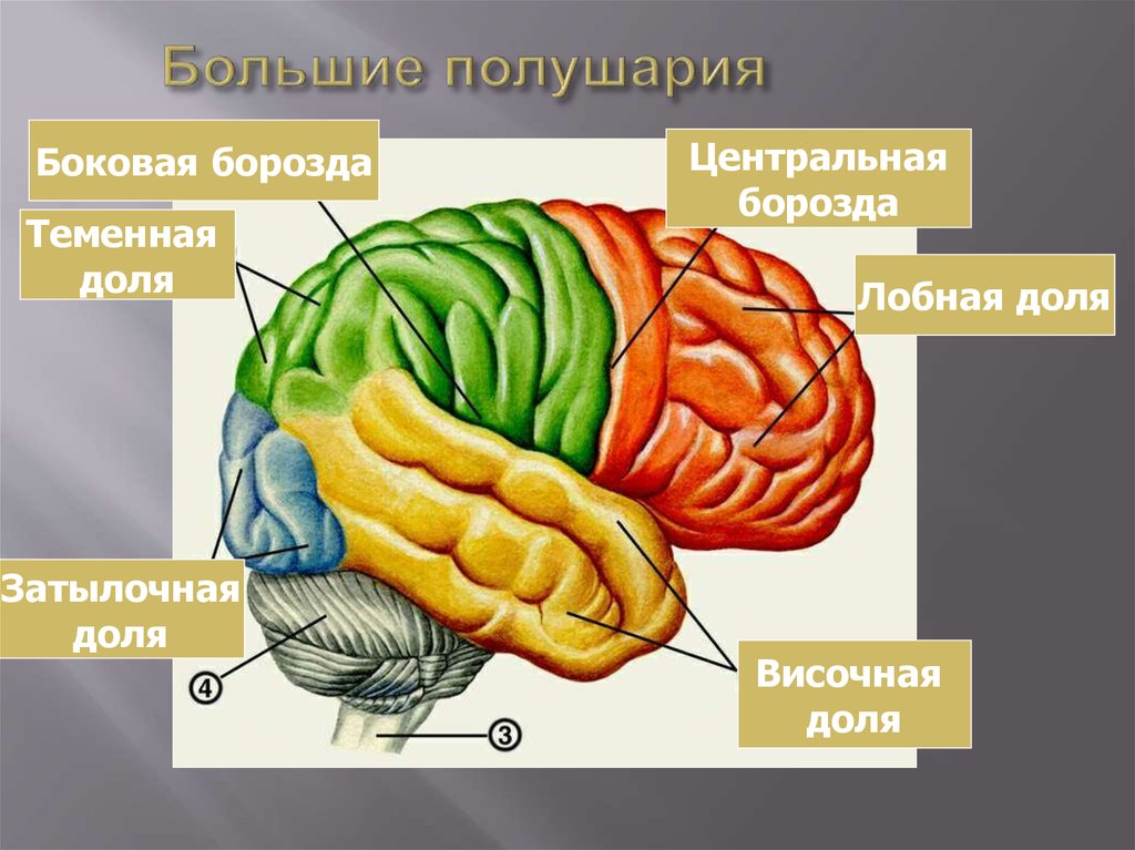 Центр лобной доли мозга