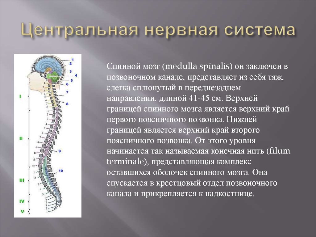 В состав центральной нервной системы входят. Центральная нервная система. Синтралние нервная система. Центральная нервная система (ЦНС). Функции ЦНС человека.