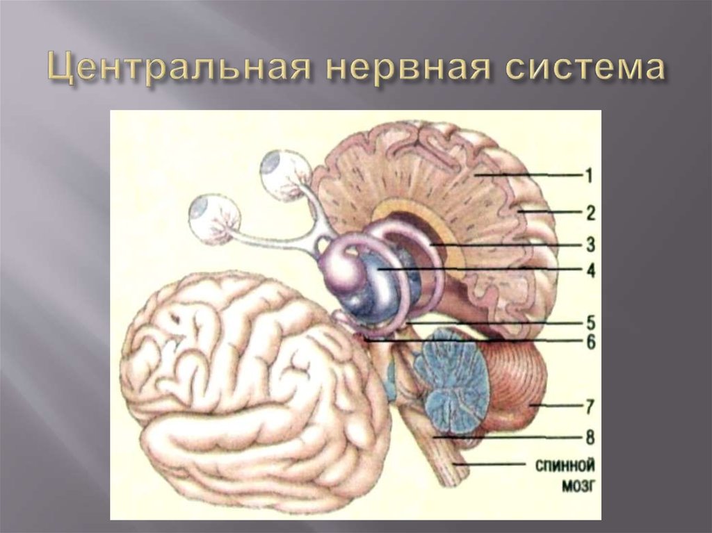 Промежуточный мозг млекопитающих. Нервная система головной мозг строение нервной системы. ЦНС головной мозг строение. Мозжечок у млекопитающих. Центральная нервная система строение мозга.