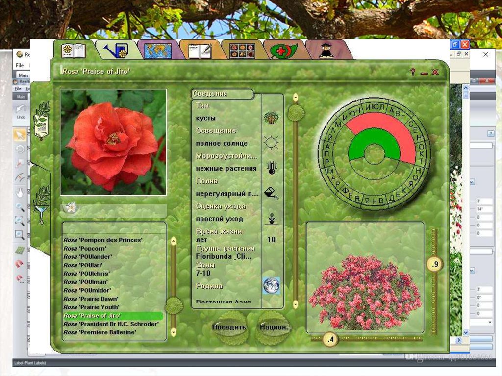 Какое растение программа. Наш сад Рубин 9.0. Сад в программе наш сад Рубин. Программы для ландшафтного проектирования. Наш сад Рубин проекты.