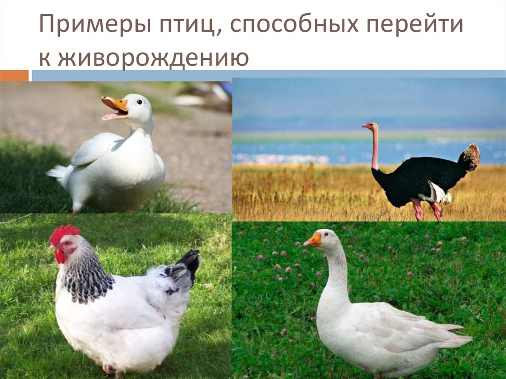 Птицы примеры