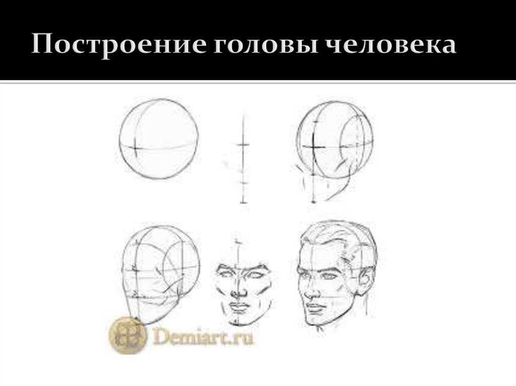 Рисунок построение головы человека