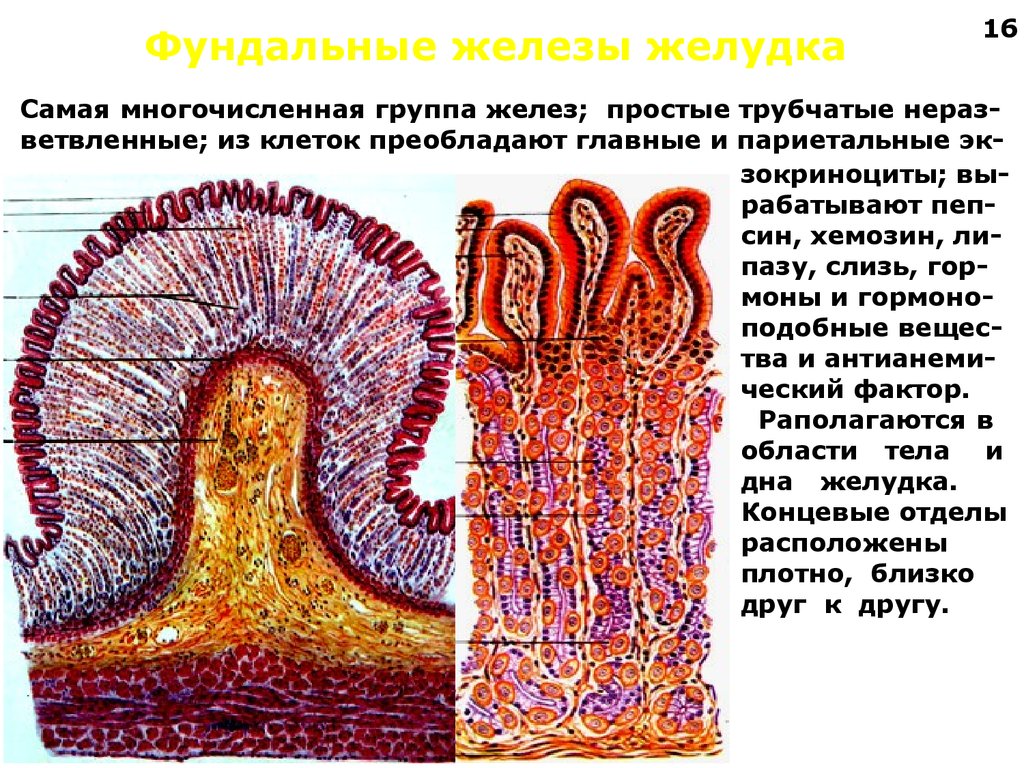 Какие железы расположены в желудке. Железы желудка гистология. Фундальная железа желудка гистология. Строение фундальной железы желудка гистология. Клетки фундальных желез желудка гистология.
