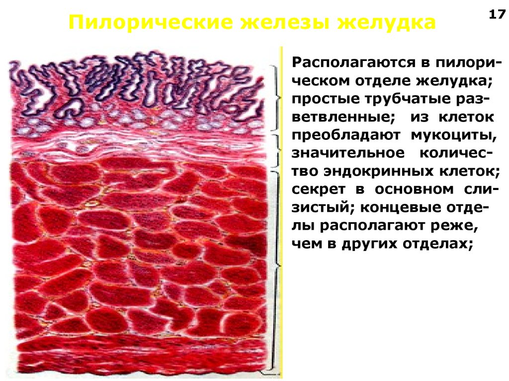 Слизистые клетки секрет. Кардиальные фундальные и пилорические железы желудка. Пилорические железы желудка. Пилорические железы желудка гистология. Пилорические железы желудка клетки.