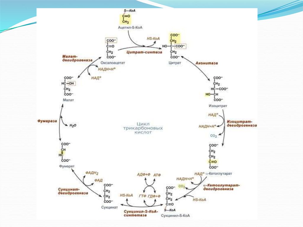 Общий путь. Цикл трикарбоновых кислот схема. Цикл трикарбоновых кислот биохимия. Цикл трикарбоновых кислот ЦТК биохимия. Цикл Кребса биохимия реакции.