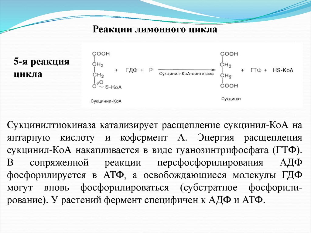 Реакции цикла. Сукцинил-КОА-синтетаза катализирует. Сукцинилтиокиназа. Фермент расщепления аргинин янтарной кислоты. Деацилирование сукцинил КОА каталищирует сукцинил-тиокиназа.