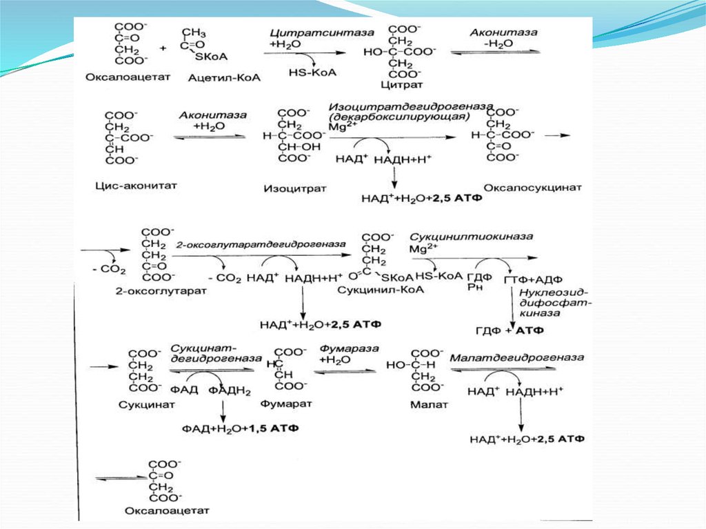 Общие пути метаболизма аминокислот. Общие пути катаболизма аминокислот биохимия. Катаболизм аргинина. Метаболические пути оксалоацетата. Суммарное уравнение общего пути катаболизма.