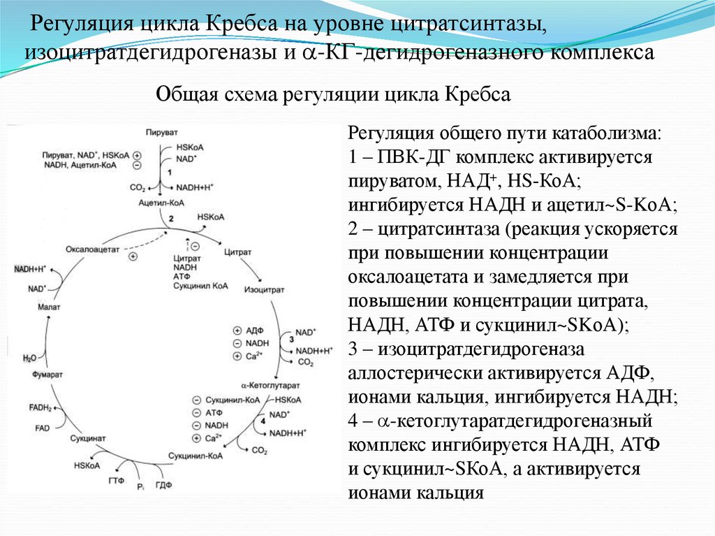 Цикл регуляции