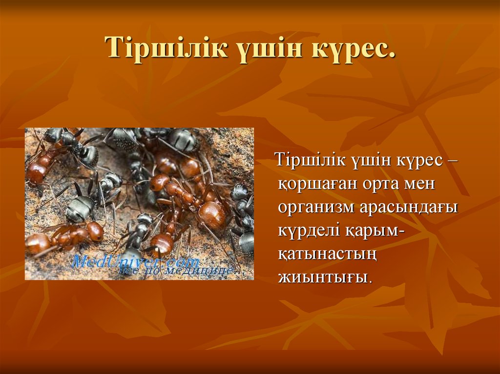 Тірі ағзалардың қоршаған орта жағдайларына бейімделуі презентация