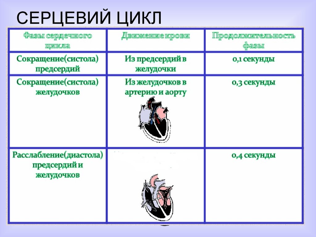 Каковы функции клапанов в фазе систолы предсердий. Что характерно для систолы предсердий?. Продолжительность систолы предсердий. Сокращение (систола) предсердий.