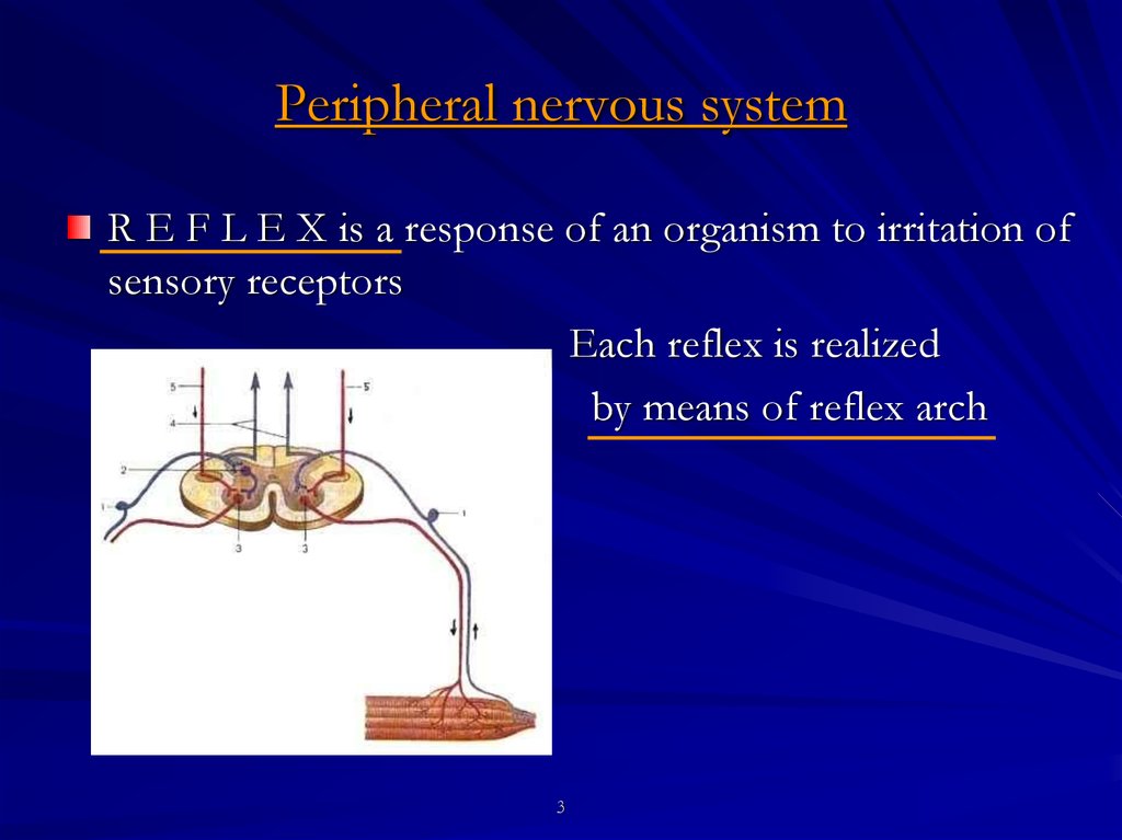 Peripheral nervous system