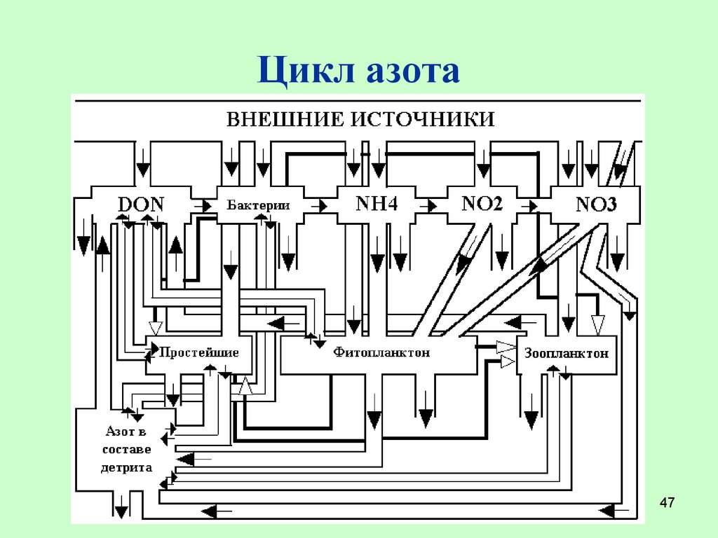 Проект азот как биогенный элемент