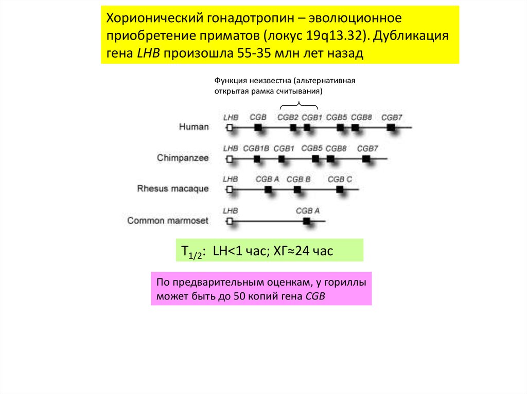 Открытая рамка считывания. Что такое открытая рамка считывания Гена. Эволюционное приобретение. Химическое строение хорионического гонадотропина. Копирование Гена.