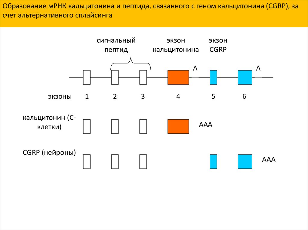 Мрнк продукты. Образование МРНК. Сигнальные пептиды. Этапы образования МРНК. Этапы формирования МРНК.