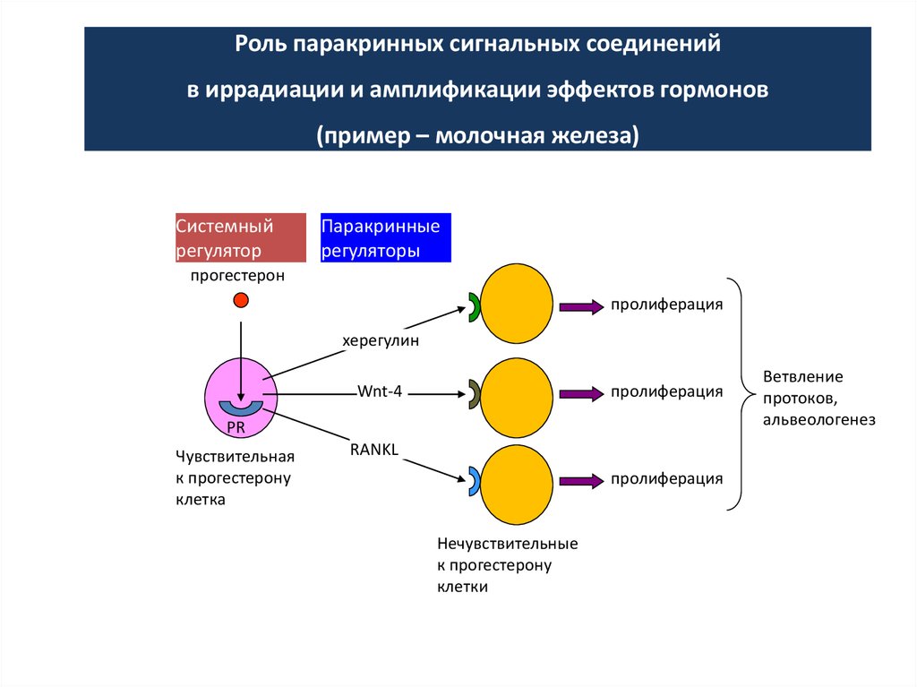 Приведите примеры гормонов