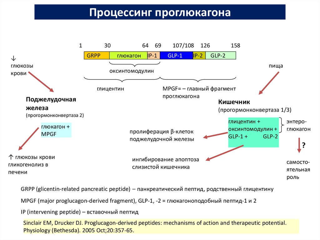 Глюкагон фермент