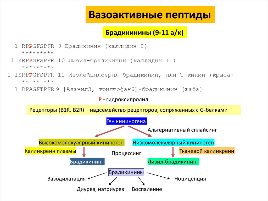 Эндокринная регуляция несократительного термогенеза обеспечивается. Высокомолекулярный кининоген.